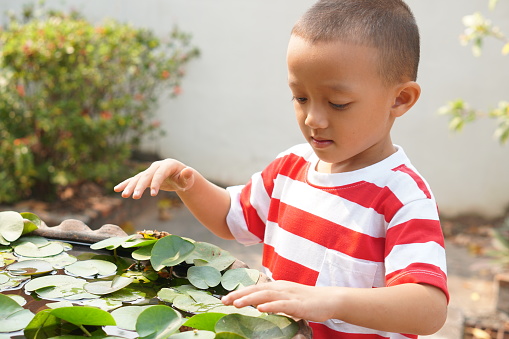 A boy playing in the water and looking at the lotus in the pot