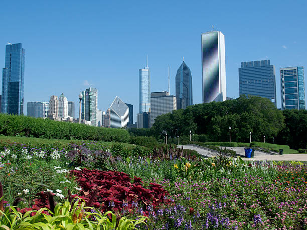 Chicago Skyline and Summer Flowers stock photo