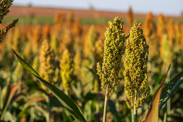 istock sorghum plantation in sunny day 1559458019