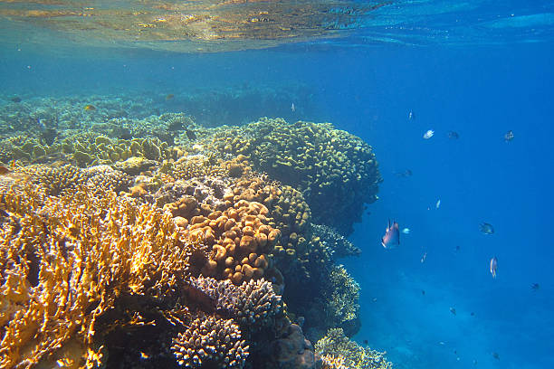 istock colorful coral reef 155946313