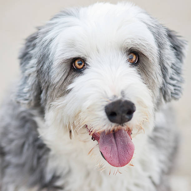 Cão a sorrir - fotografia de stock