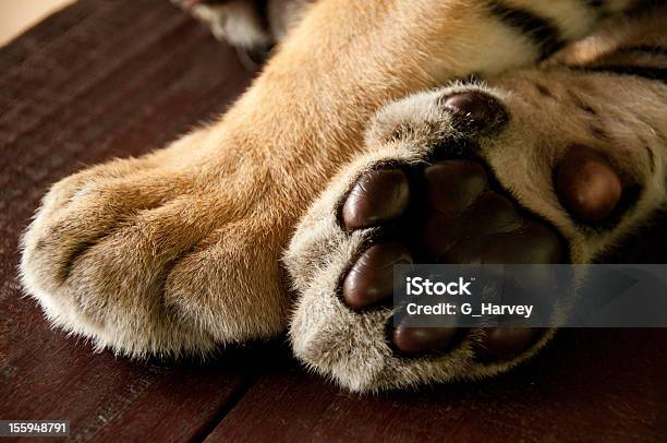 Tiger 발바닥 발바닥에 대한 스톡 사진 및 기타 이미지 - 발바닥, 동물, 동물 신체 부분