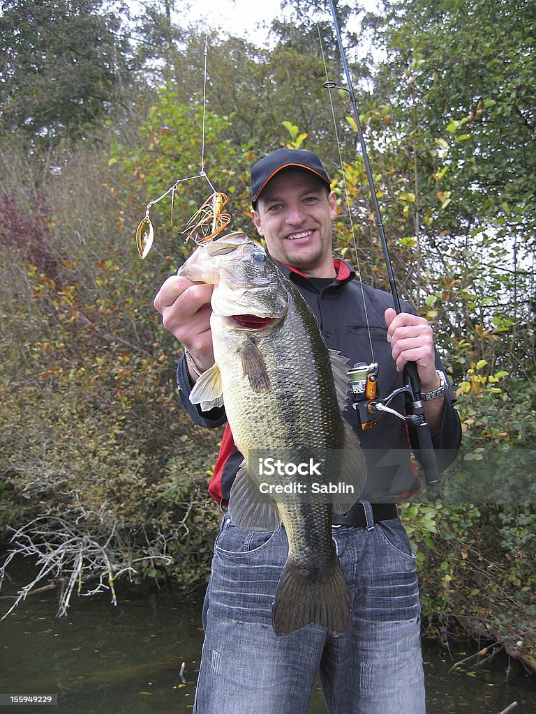 Micropterus Salmoides - Foto de stock de Centropristes Striata royalty-free