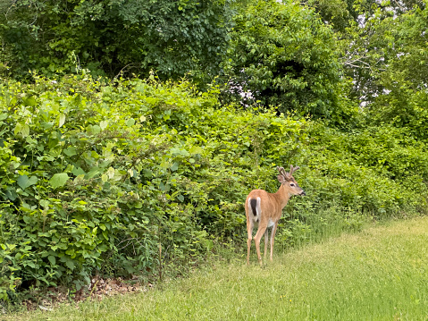 Deer looking at camera in natural park