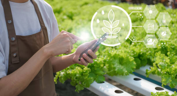 farmer holding smartphone, production vegetable control, concept agricultural product control technology, to agriculture future trading world market, track productivity, satellite for Agriculture. agricultor que sostiene un teléfono inteligente, control de vegetales de producción, tecnología de control de productos agrícolas conceptuales, para la agricultura mercado mundial de comercio futuro, seguimiento de la productividad, satélite para la a
