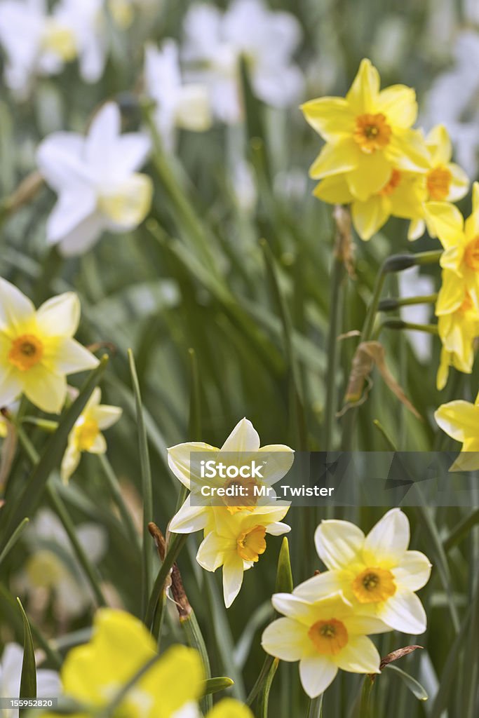Spring narcissus Yellow daffodils in the spring time Bright Stock Photo
