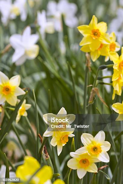 Spring Narcissus Stock Photo - Download Image Now - Bright, Colors, Daffodil