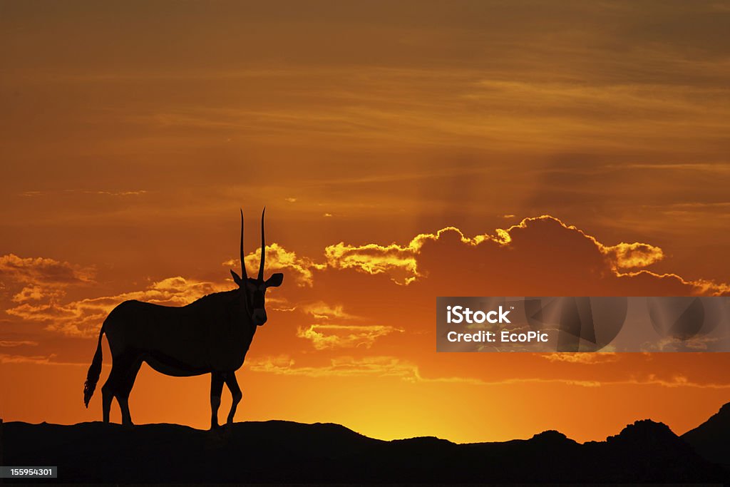 Gemsbok silhouette - Photo de Gemsbok libre de droits