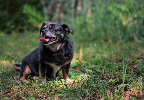 istock Mixed breed dog in nature 1559566614
