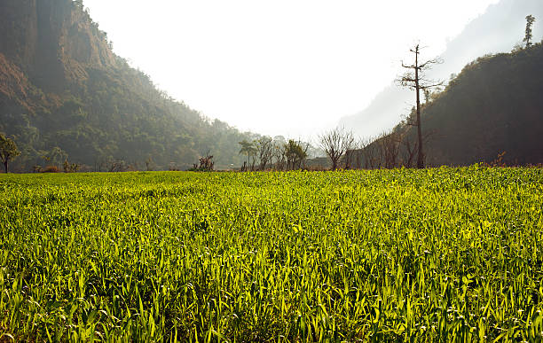 Pola kukurydzy w górach – zdjęcie