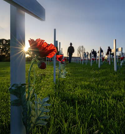 Sun stars shining through white crosses and red poppies. Anzac Day commemoration. Vertical format.