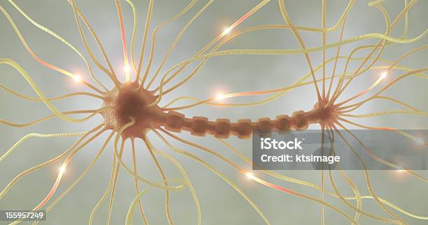 Axón De Potencia Foto de stock y más banco de imágenes de Neurofilamentos - Neurofilamentos, Anatomía, Autoreceptor
