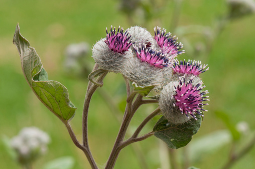 closeup of burdock flowers