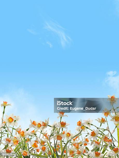 Daffodils In The Blue Sky Background Stock Photo - Download Image Now - Blue, Cloud - Sky, Daffodil