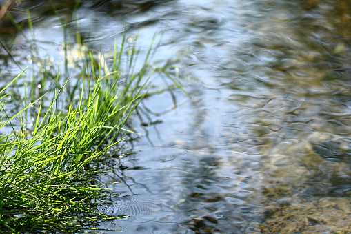 Flowing water and green grass