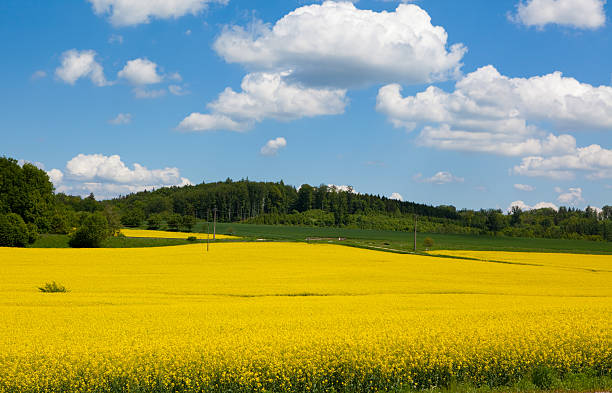 gorczyczne pole kwitnąć krajobraz - mustard plant mustard field clear sky sky zdjęcia i obrazy z banku zdjęć