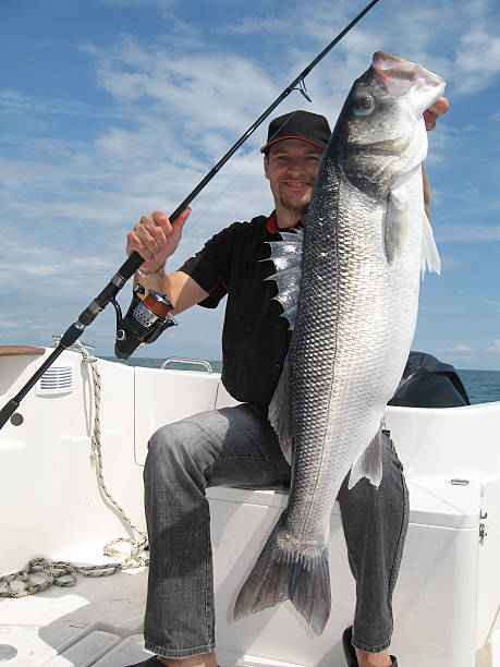 istock Sea bass 155957993