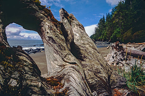 Juan De fuca trail beach Juan De fuca trail on Vancouver island British Colombia colwood photos stock pictures, royalty-free photos & images