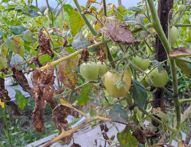 istock Green organic tomatoes on vine, tomatoes growing on the field 1559599228
