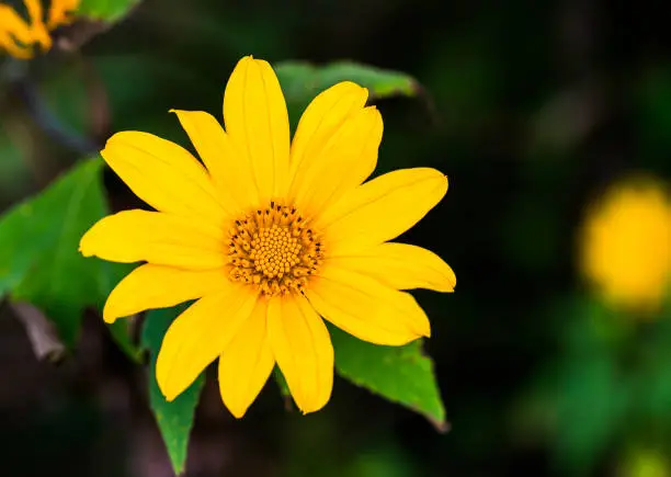 Photo of Mexican sunflower. (Tithonia diversifolia plant)