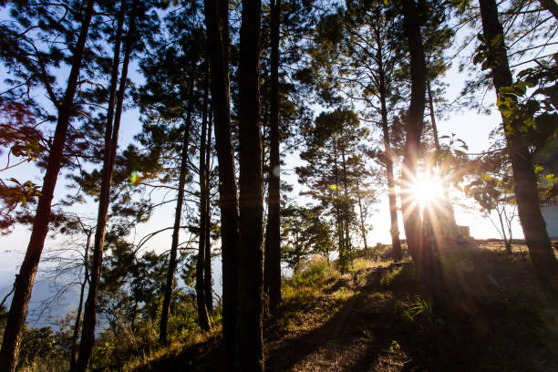 pine tree forest landscape - pine sunset night sunlight imagens e fotografias de stock