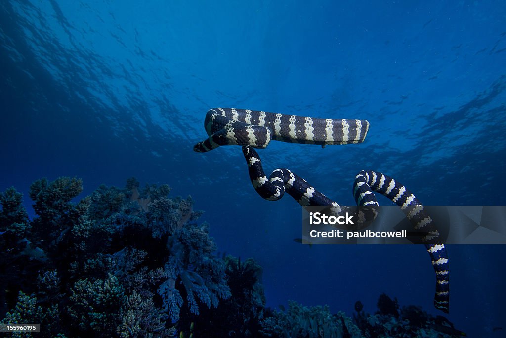 Baile snakes - Foto de stock de Serpiente de mar libre de derechos