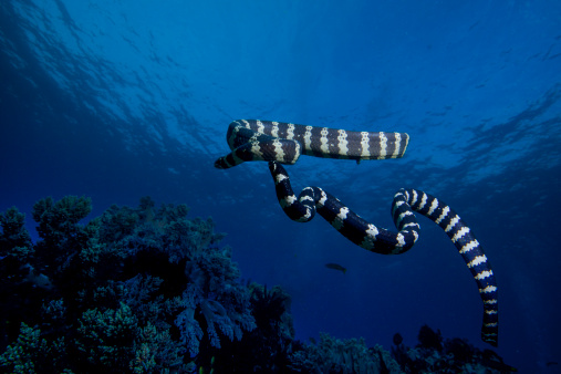 2 black and white banded sea kraits dancing in the blue