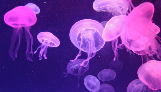 Jellyfish in a large aquarium under pink light. The light would rotate as the jellies followed the current, so they appeared different colors during different cycles. 