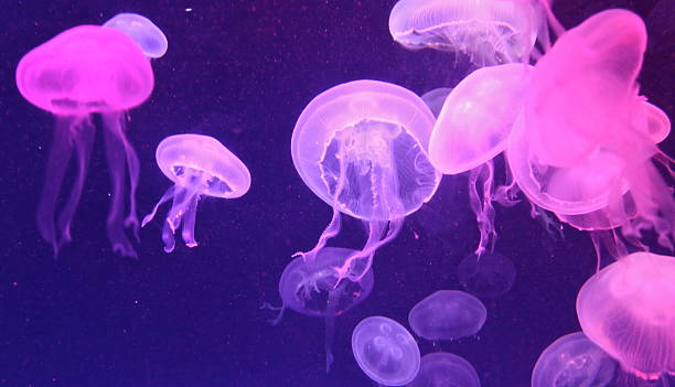 Jelly fish in pink light stock photo