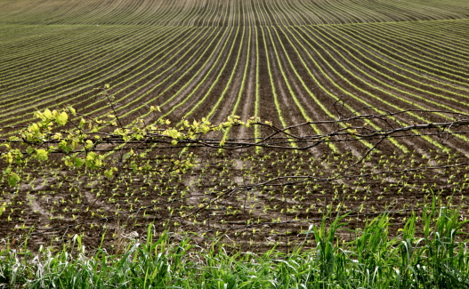 Rows and rows of seedlings sprout in fertile cropland. Shallow DOF on vines in foreground. 