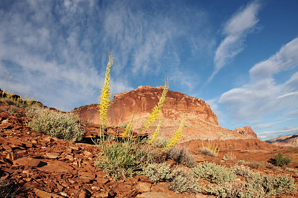 istock Flowers growing in front of mountain dome 155960460