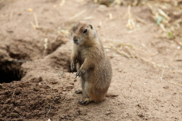 istock Alert groundhog standing outside burrow 155960493