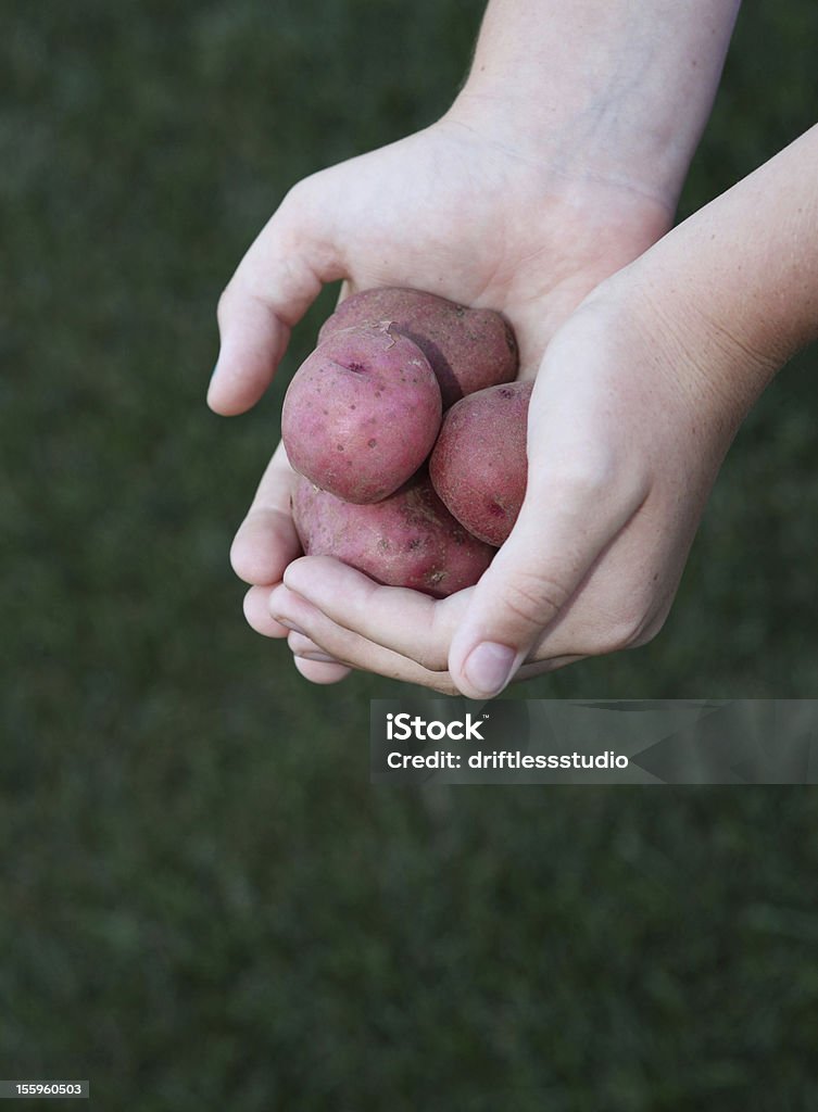 Enfant tenant des pommes de terre - Photo de Agriculture libre de droits