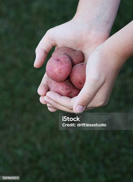 Foto de Criança Segurando Batatas Frescas e mais fotos de stock de Agricultura - Agricultura, Alimentação Saudável, Batata - Tubérculo