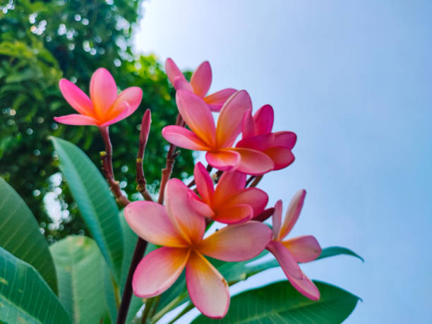 istock Frangipani Kamboja Flower 1559635967