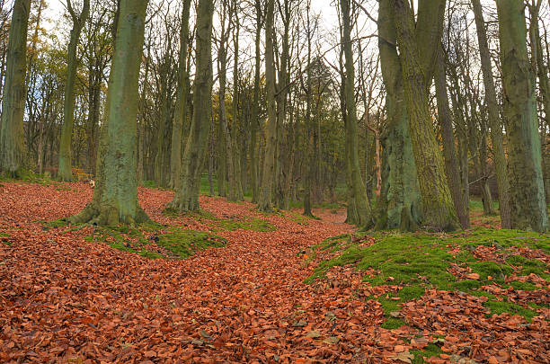 Forest landscape stock photo