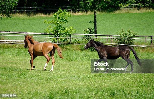 遊ぶ馬 - 2匹のストックフォトや画像を多数ご用意 - 2匹, ウマ, オランダ