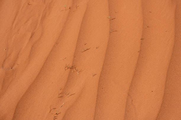 istock Rippled surface of a red sand dune 1559644938