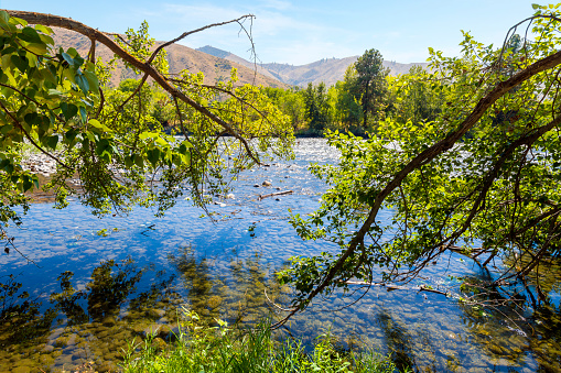 Trees lean towards the water along the riverbank of the Wenatchee River at the Wenatchee River County Park, home to groundhogs and beavers, at the high desert town of Monitor, Washington USA.