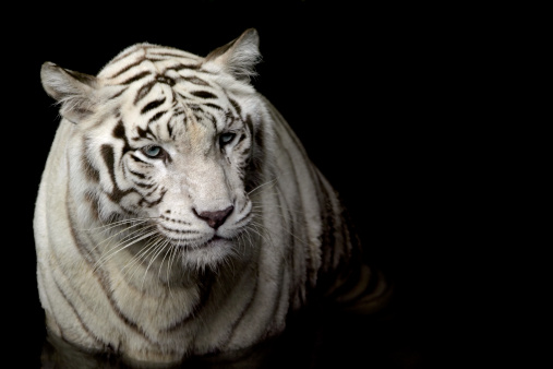 A rare white tiger found in the Singapore zoo against a black background.