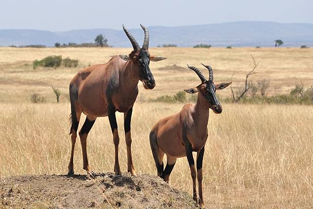 topi regardez-vous debout sur old termite hill - Photo