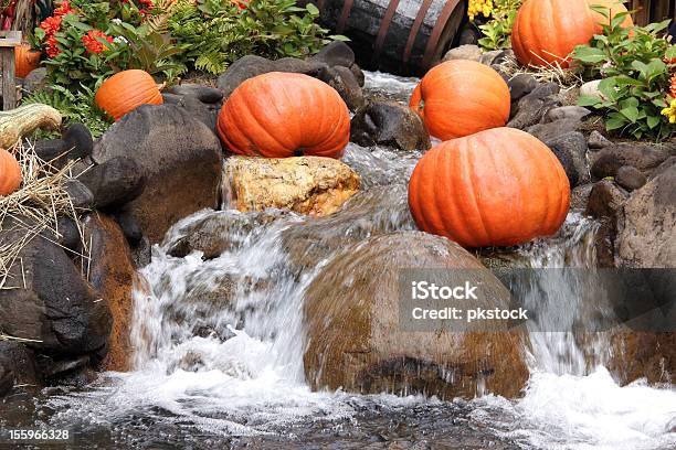 Abóboras De Halloween - Fotografias de stock e mais imagens de Abóbora-Menina - Cucúrbita - Abóbora-Menina - Cucúrbita, Ao Ar Livre, Arranjo