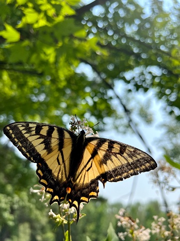 Swallowtail butterfly in the flowers and treetops. The big beautiful yellow butterfly is the main subject, with bushes, trees, and blue sky view in the background. Taken in Northern Wisconsin.