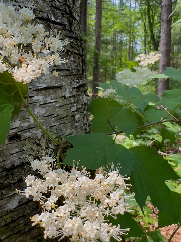 Vibrant white viburnum flowers and leaves on a birch tree in the forest on a sunny day. Photograph taken in Northern Wisconsin.