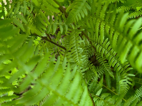 Green New Zealand ferns unfurling into new fronds in untouched forest with more mature ferns around it in and out of focus. Vertical shot