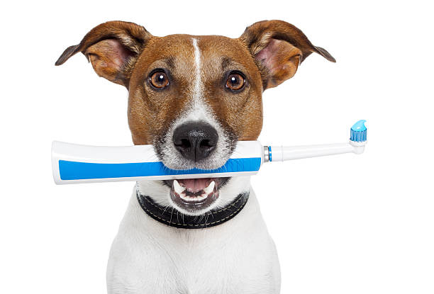 istock dog with electric toothbrush 155969058
