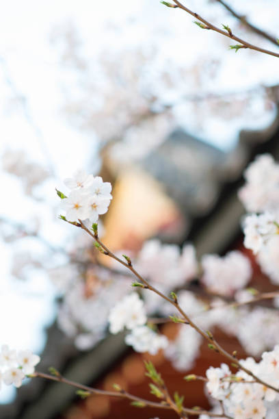 istock sakura flower,cherry blossom in garden 1559690780