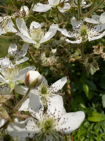 White bramble bush (raspberry) flowers in bloom in the meadow.
