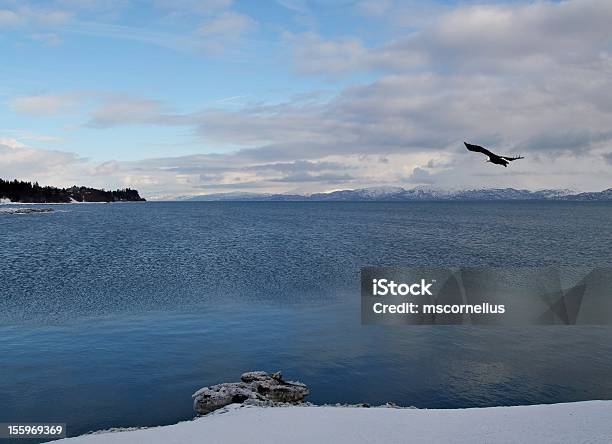 Vista Da Baía Com Eagle No Inverno - Fotografias de stock e mais imagens de Alasca - Alasca, Homer - Alasca, Ao Ar Livre