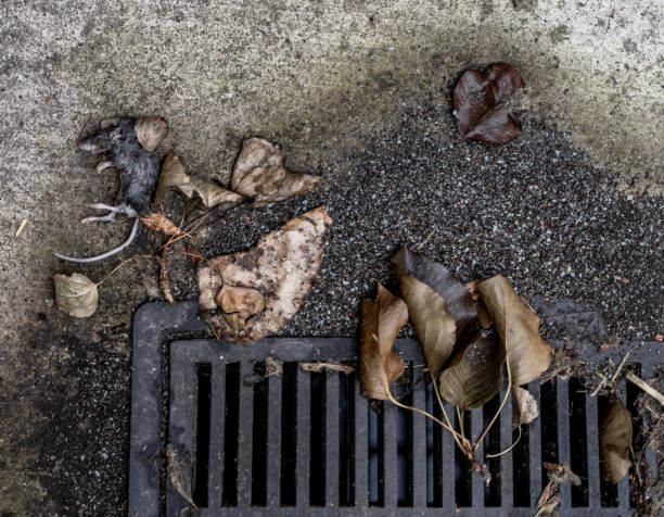 ciało martwego zmarłego przechowywanie tuszy myszy odpływ corner chodnik - dead animal mouse dead body death zdjęcia i obrazy z banku zdjęć